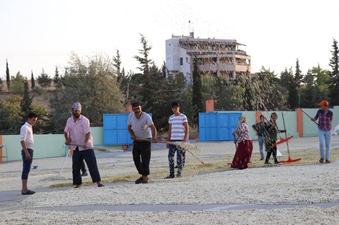 Gaziantep'te fıstık işletmelerinde hummalı çalışma