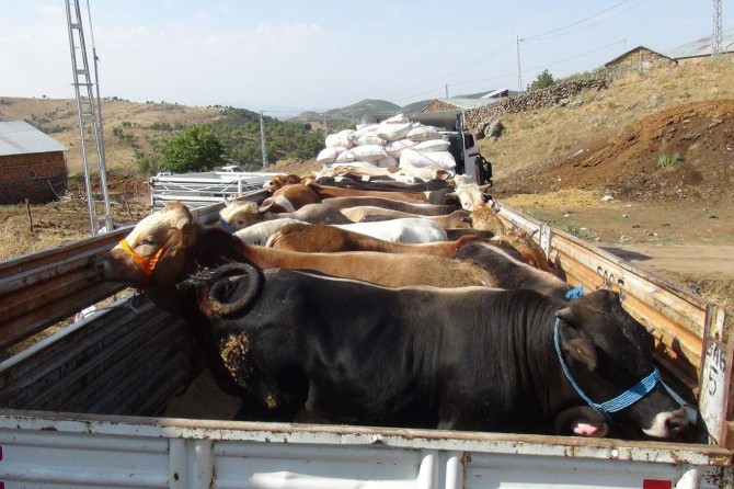 Doğu illerinden batı illerine kurban sevkiyatları başladı