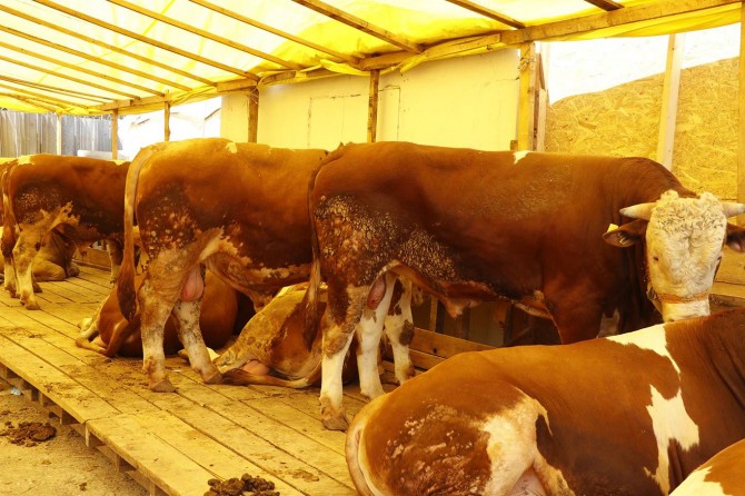 ​Kurbanlıklarda masraflar yüzde 50 arttı