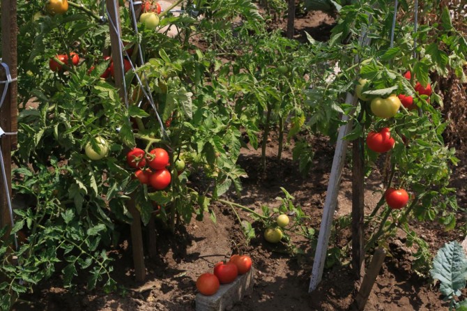 İstanbul’un göbeğinde köy hayatı yaşıyorlar