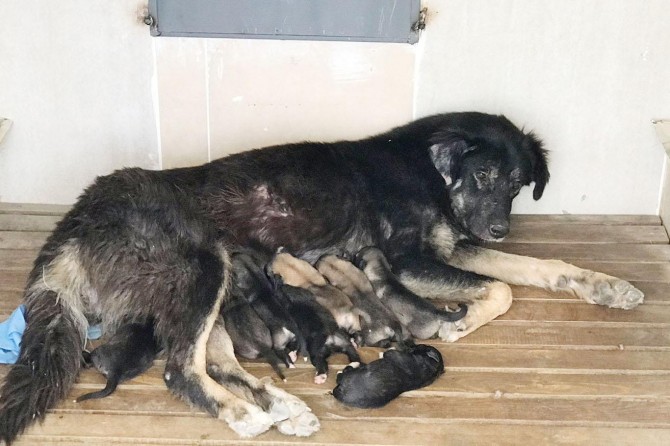Van’da yavru köpekler koruma altına alındı