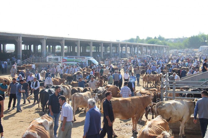 Wrong livestock policies brought the sector to the point of ending