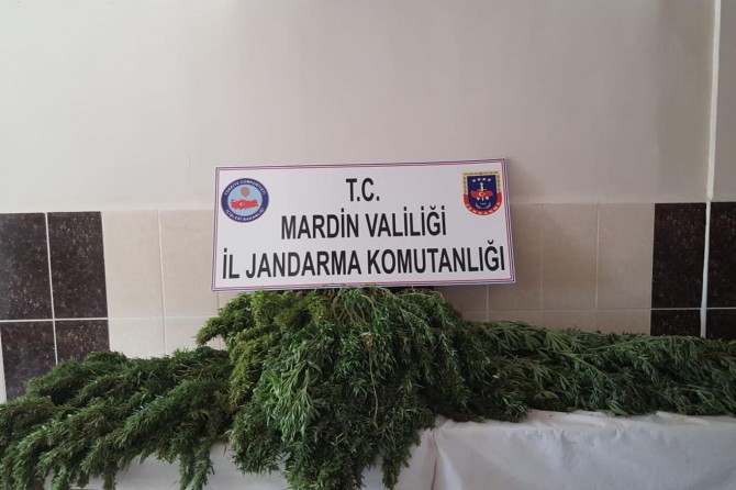 Mardin Kızıltepe Yüceli Mahallesinde tütün tarlasından Hint keneviri çıktı