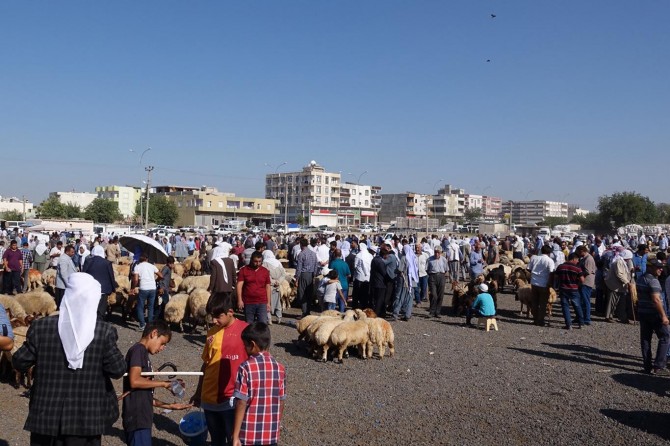 Viranşehir'de kurbanlıklar pazara indi