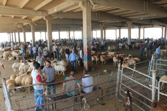 Yanlış politika hayvan sektörünü çok zayıflattı