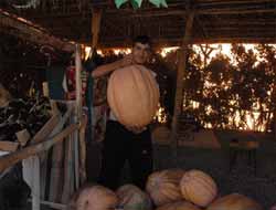 Şırnaklı Çiftçinin Kabak Sevinci