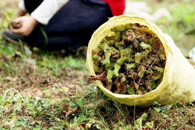 About 700 tons of hazelnuts wasted due to flood