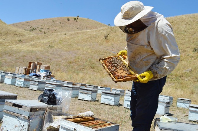 Bitlisli bal üreticileri verimden memnun değil