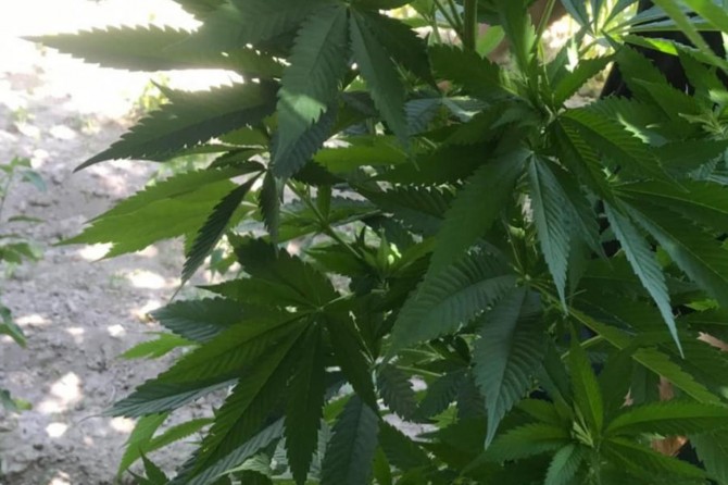 Bitlis Adilcevaz'da evin bahçesinde Hint keneviri ele geçirildi