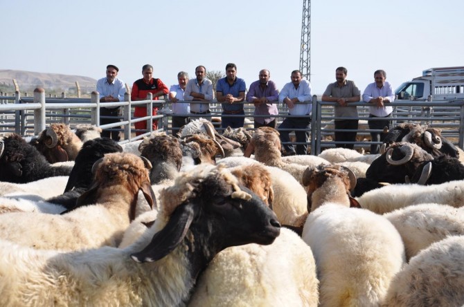 Döviz artışı hayvan satıcılarını da etkiledi