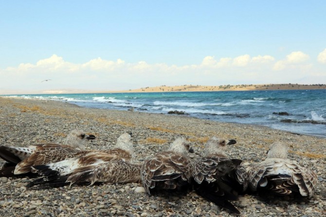 Martı ölümleri büyükşehir belediyesini harekete geçirdi
