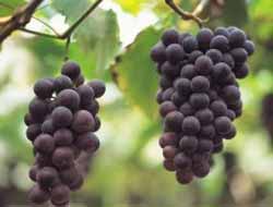 Her Derde Deva Üzüm Suyu