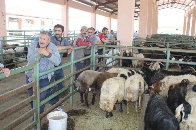 Devlet yeterince yardım etmezse hayvancılığı bırakacağız