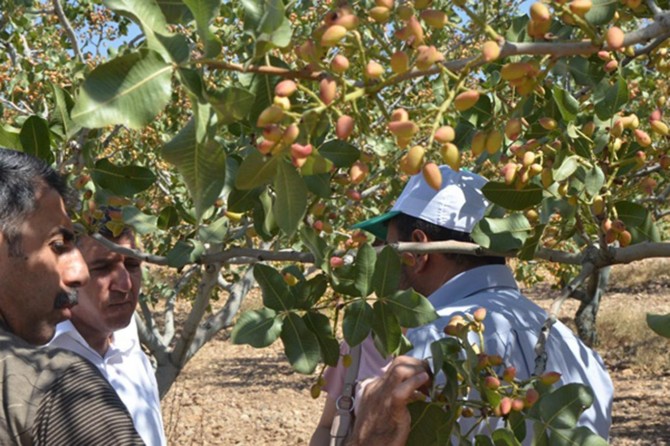 Batman'da fıstık entegre mücadelesiyle üretim arttı