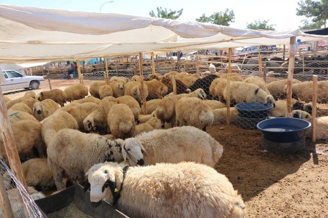 Şanlıurfa'da kurbanlıklar şehre indi