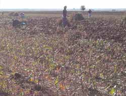 Pamuk Çalısı Fakirlerin Umudu Oluyor