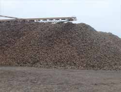 Şeker Pancarı Üreticileri Dertli (Video)