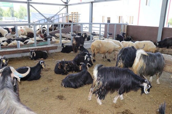 Kurbanlık satışları devam ediyor