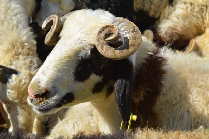 Kurban Allah’a yaklaşmak ve rızasını kazanmak için kesilmelidir