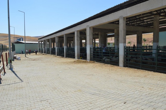 Bayram öncesi Siirt'teki hayvan pazarında durgunluk yaşanıyor