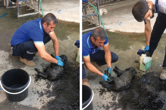 Batman’da petrol çukuruna düşen yavru köpekler kurtarıldı