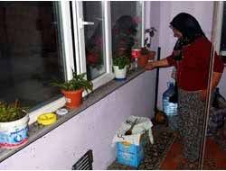 Bilecik'te köyü kara sinekler bastı