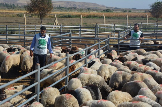 Umut Kervanı kestiği kurbanlarla muhtaçların yüzünü güldürecek