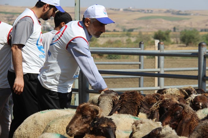 Yetimler Vakfından kurban kesimi
