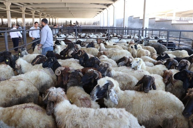 Hayvan yetiştiricileri çifte bayram yaptı