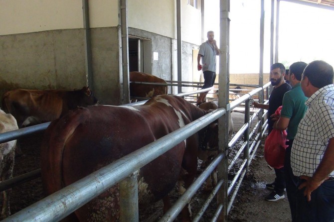 Bingöl Umut Kervanından kurban kesimi