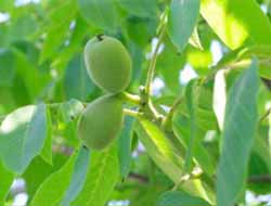 Bingöl'de Ceviz Üretim Tesisi