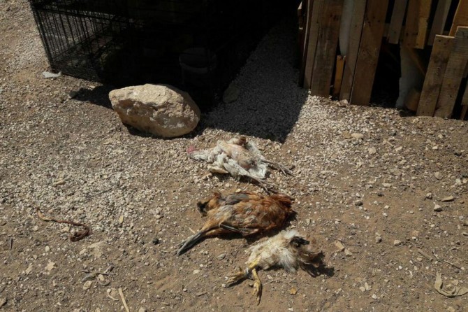 Başıboş köpekler mahalledeki tavukları telef ediyor