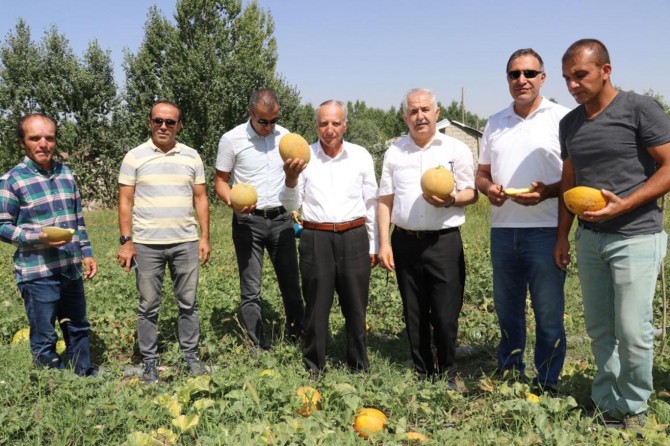 Van Kavunu koruma altına alındı