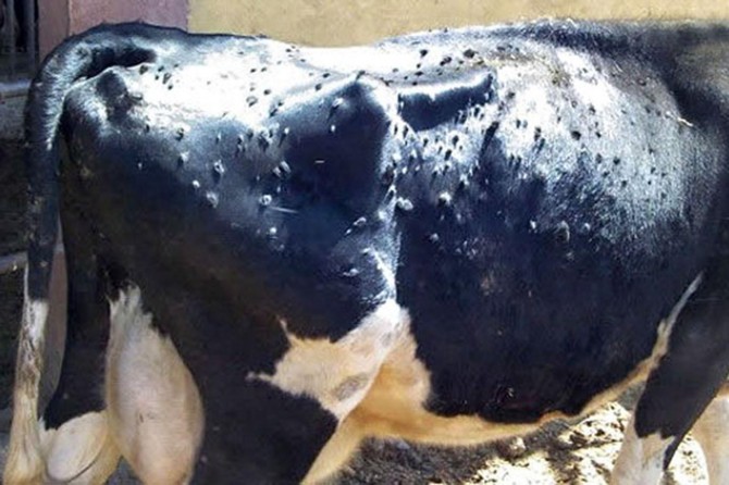 Sivas'ta bir köy şarbon şüphesiyle karantinaya alındı