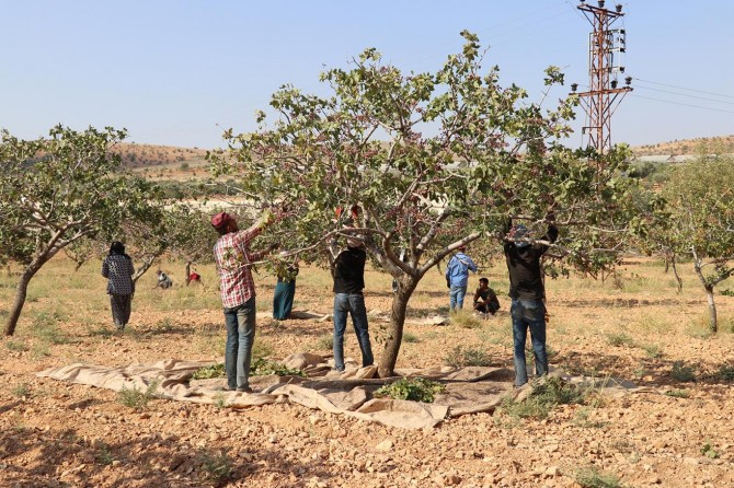 40 derece sıcaklıkta Antep fıstığı mesaisi