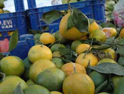 Mandalina "Geç de Olsa" Tezgahlarda