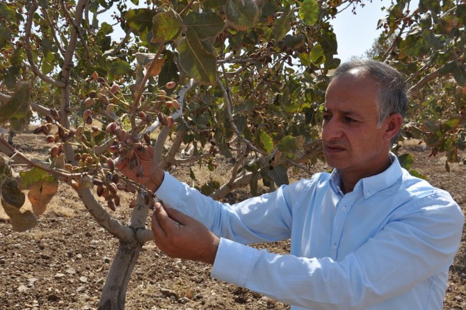 Batman’da fıstık hasadı çiftçileri memnun etmedi