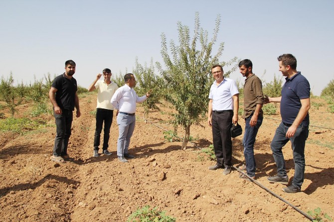 Mardin meyvecilikte marka olabilecek potansiyele sahip