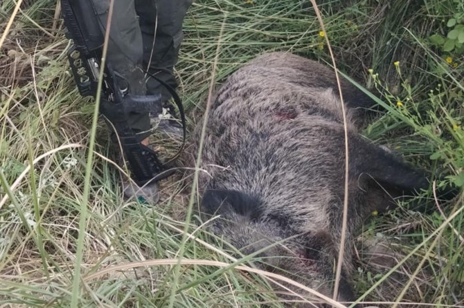 Batman Gercüş'te köylülerin başı yaban domuzlarıyla dertte