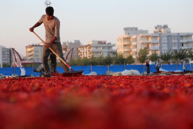 Urfa biberinin zorlu yolculuğu