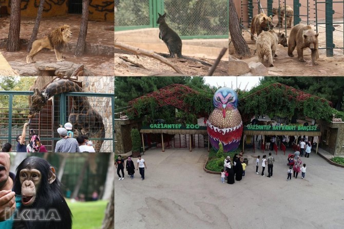 Thousands of animals are under the spotlight in Gaziantep Zoo