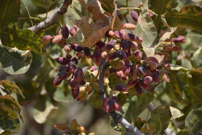 Siirt'te fıstık üreticileri hastalıklar hakkında bilgilendirildi