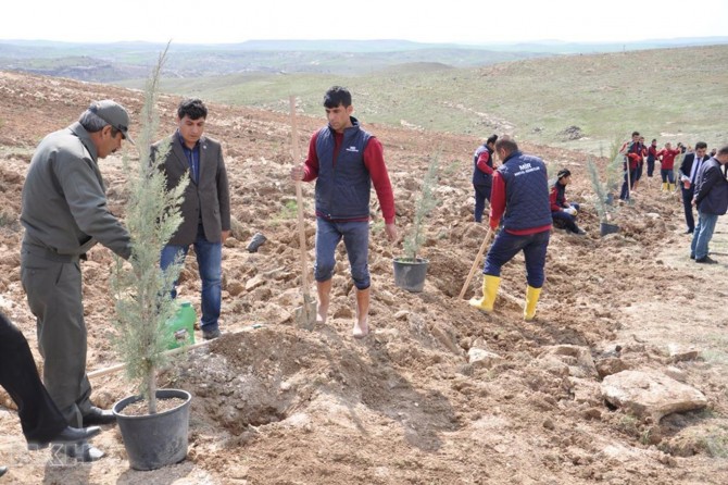 Her insan için bir fidan dikiliyor