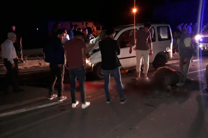 Muş'ta otomobil yola çıkan ineklere çarptı: 2 yaralı