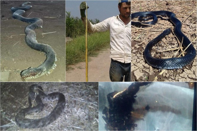 Mar û tûpişkên ku di ser gund de girtin gundîyan nerehet dikin