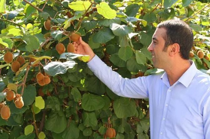 Sahil kesimlerde yetiştirilen kiviyi Bingöl'de yetiştirdi