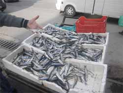 İnci Kefalleri Tezgahlardaki Yerlerini Aldı