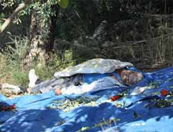 Zeytin Toplarken 3 Metre Yüksekten Yere Düşen Vatandaş Hayatını Kaybetti