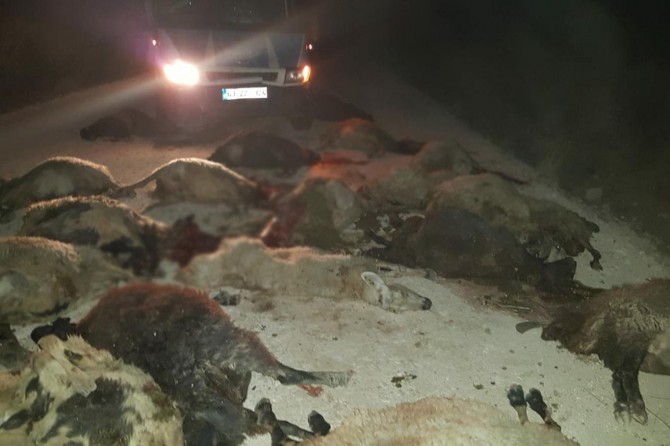 Şanlıurfa Viranşehir'de otomobil koyun sürüsünün arasına daldı: 13 koyun telef oldu