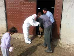 Brucella Aşı Projesi Çalışmaları Başlatıldı